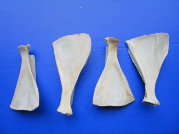 Four Authentic Whitetail Deer Shoulder Blade Bones for Sale, 7 to 8-1/2 inches - Buy these for $3.75