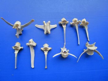 10 Wild Boar Vertebrae Bones for Crafts 3-1/2 to 5-1/2 inches for $2.50 each