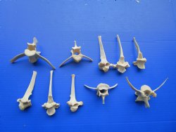 10 Wild Boar Verteb...
