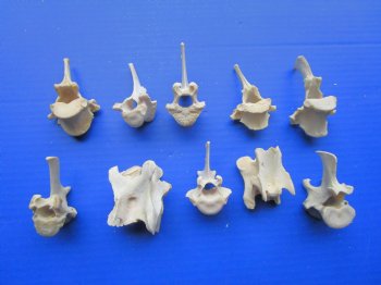 10-Piece  Wild Boar & Deer Vertebrae Bones for Crafts (Under 3-1/2") - $1.45 each