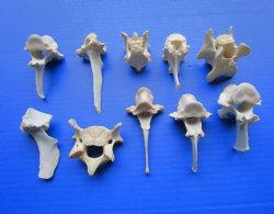 Real Animal Vertebr...