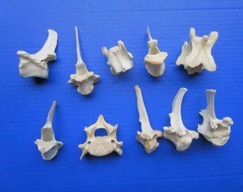 Real Animal Vertebrae Bones (10-Piece Set) - Wild Boar, Hog & Deer - Buy for $1.15 each
