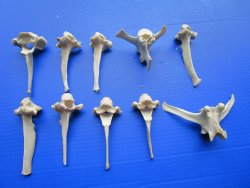 Wild Boar Vertebrae...