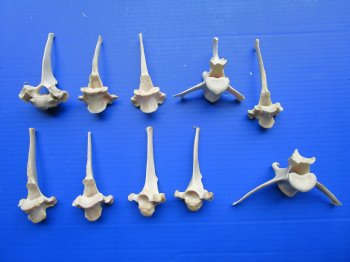 Wild Boar Vertebrae Bones for Crafts, 10-Piece Pack 3.5" - 5.5" - $2.50 each 