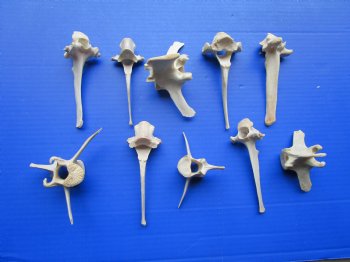 Real Wild Boar Vertebrae Bones for Crafts, 10-Piece Pack 3.5" - 5.5" - $2.50 each 