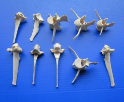 Wild Boar Vertebrae...