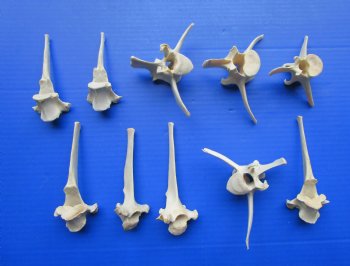 Wild Boar Vertebrae Bones for Crafts, 10-Piece Pack 3.5" - 5.5" - $2.50 each 