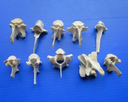10-Piece Real Wild ...