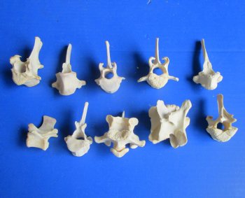 10-Piece Real Wild Boar & Deer Vertebrae Bones for Crafts (2" to 3.5") - $1.15 each