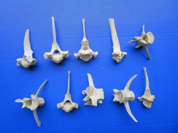 Real Wild Boar Vertebrae Bones for Crafts, 10-Piece Pack 3.5" - 5.5" - $2.50 each 