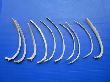 10 Real Wild Hog Rib Bones for Crafts - Cleaned Animal Bones 7"-10" - Buy these for $1.25 each