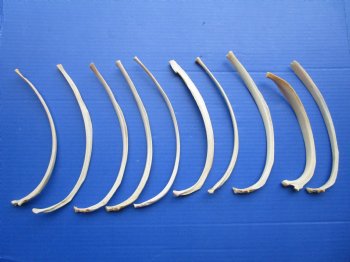 10 Wild Hog Rib Bones for crafts,7-1/2 to 9-3/4 inches - Buy these for $1.25 each