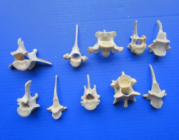 10-Piece  Wild Boar & Deer Vertebrae Bones for Crafts (Under 3-1/2") - $1.45 each