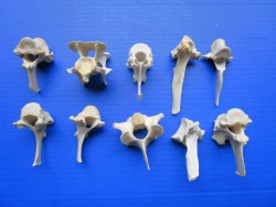 10-Piece Real Wild ...