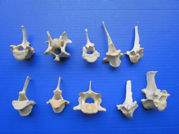 10-Piece Real Wild Boar & Deer Vertebrae Bones for Crafts (Under 3-1/2") - $1.45 each