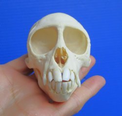 Real Juvenile African Vervet Monkey Skull (Chlorocebus pygerythrus) - Legal CITES Certified #P000044854 - $94.99