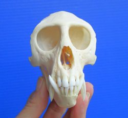 Real African Vervet Monkey Skull (Male, Grade A) - Chlorocebus pygerythrus - CITES #P-000044854 for $169.99
