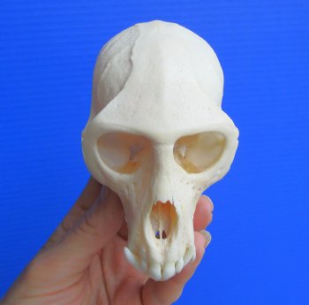 Real African Vervet Monkey Skull (Male, Grade A) - Chlorocebus pygerythrus - CITES #P-000044854 for $169.99