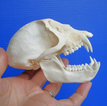 Real African Vervet Monkey Skull (Male, Grade A) - Chlorocebus pygerythrus - CITES #P-000044854 for $169.99