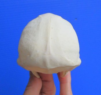 Real African Vervet Monkey Skull (Male, Grade A) - Chlorocebus pygerythrus - CITES #P-000044854 for $169.99