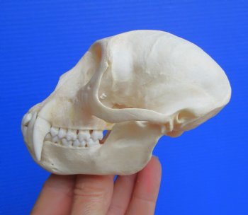 Real African Vervet Monkey Skull (Male, Grade A) - Chlorocebus pygerythrus - CITES #P-000044854 for $169.99