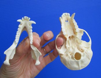 Real African Vervet Monkey Skull (Male, Grade A) - Chlorocebus pygerythrus - CITES #P-000044854 for $169.99
