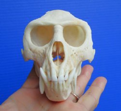 Vervet Monkey Skull, Grade A Male, (4.5" x 3") CITES P-000044854 - $169.99