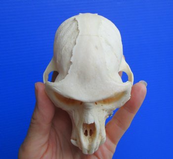 Vervet Monkey Skull, Grade A Male, (4.5" x 3") CITES P-000044854 - $169.99