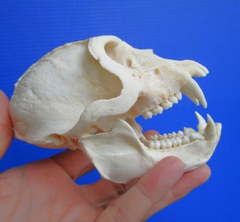 Vervet Monkey Skull, Grade A Male, (4.5" x 3") CITES P-000044854 - $169.99