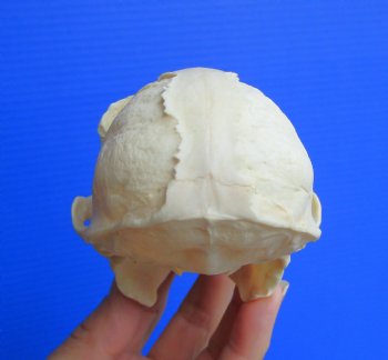 Vervet Monkey Skull, Grade A Male, (4.5" x 3") CITES P-000044854 - $169.99