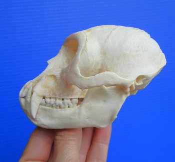 Vervet Monkey Skull, Grade A Male, (4.5" x 3") CITES P-000044854 - $169.99