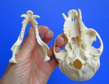 Vervet Monkey Skull, Grade A Male, (4.5" x 3") CITES P-000044854 - $169.99