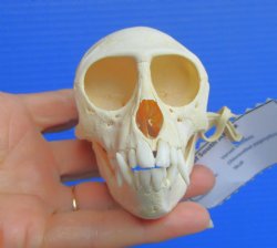 Genuine Female Vervet Monkey Skull  3.75" x 2.12"(Chlorocebus pygerythrus) CITES #P-000044854 - $119.99