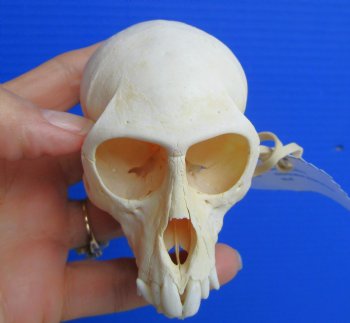 Authentic Female Vervet Monkey Skull (Chlorocebus pygerythrus) CITES #P-000044854 - $119.99