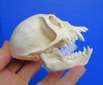 Authentic Female Vervet Monkey Skull (Chlorocebus pygerythrus) CITES #P-000044854 - $119.99