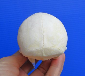 Authentic Female Vervet Monkey Skull (Chlorocebus pygerythrus) CITES #P-000044854 - $119.99