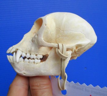 Authentic Female Vervet Monkey Skull (Chlorocebus pygerythrus) CITES #P-000044854 - $119.99