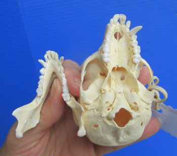 Authentic Female Vervet Monkey Skull (Chlorocebus pygerythrus) CITES #P-000044854 - $119.99