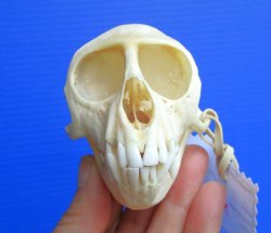 Vervet Monkey Skull (Female, 3-7/8"x2-3/8") CITES P-000044854 - $119.99
