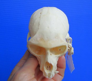 Vervet Monkey Skull (Female, 3-7/8"x2-3/8") CITES P-000044854 - $119.99