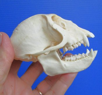Vervet Monkey Skull (Female, 3-7/8"x2-3/8") CITES P-000044854 - $119.99
