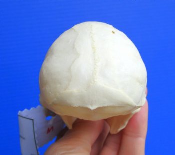 Vervet Monkey Skull (Female, 3-7/8"x2-3/8") CITES P-000044854 - $119.99