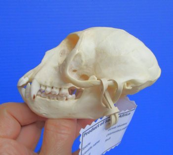 Vervet Monkey Skull (Female, 3-7/8"x2-3/8") CITES P-000044854 - $119.99