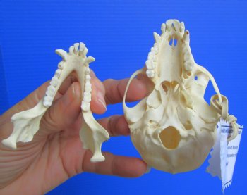 Vervet Monkey Skull (Female, 3-7/8"x2-3/8") CITES P-000044854 - $119.99
