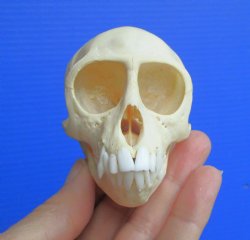 Authentic Juvenile Vervet Monkey Skull, 3.5/8"X2.25" (CITES #P-000044854) for $94.99