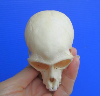 Authentic Juvenile Vervet Monkey Skull, 3.5/8"X2.25" (CITES #P-000044854) for $94.99