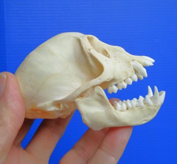 Authentic Juvenile Vervet Monkey Skull, 3.5/8"X2.25" (CITES #P-000044854) for $94.99