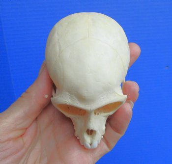 Authentic Juvenile Vervet Monkey Skull, 3.5/8"X2.25" (CITES #P-000044854) for $94.99