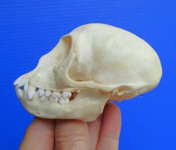 Authentic Juvenile Vervet Monkey Skull, 3.5/8"X2.25" (CITES #P-000044854) for $94.99