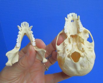 Authentic Juvenile Vervet Monkey Skull, 3.5/8"X2.25" (CITES #P-000044854) for $94.99